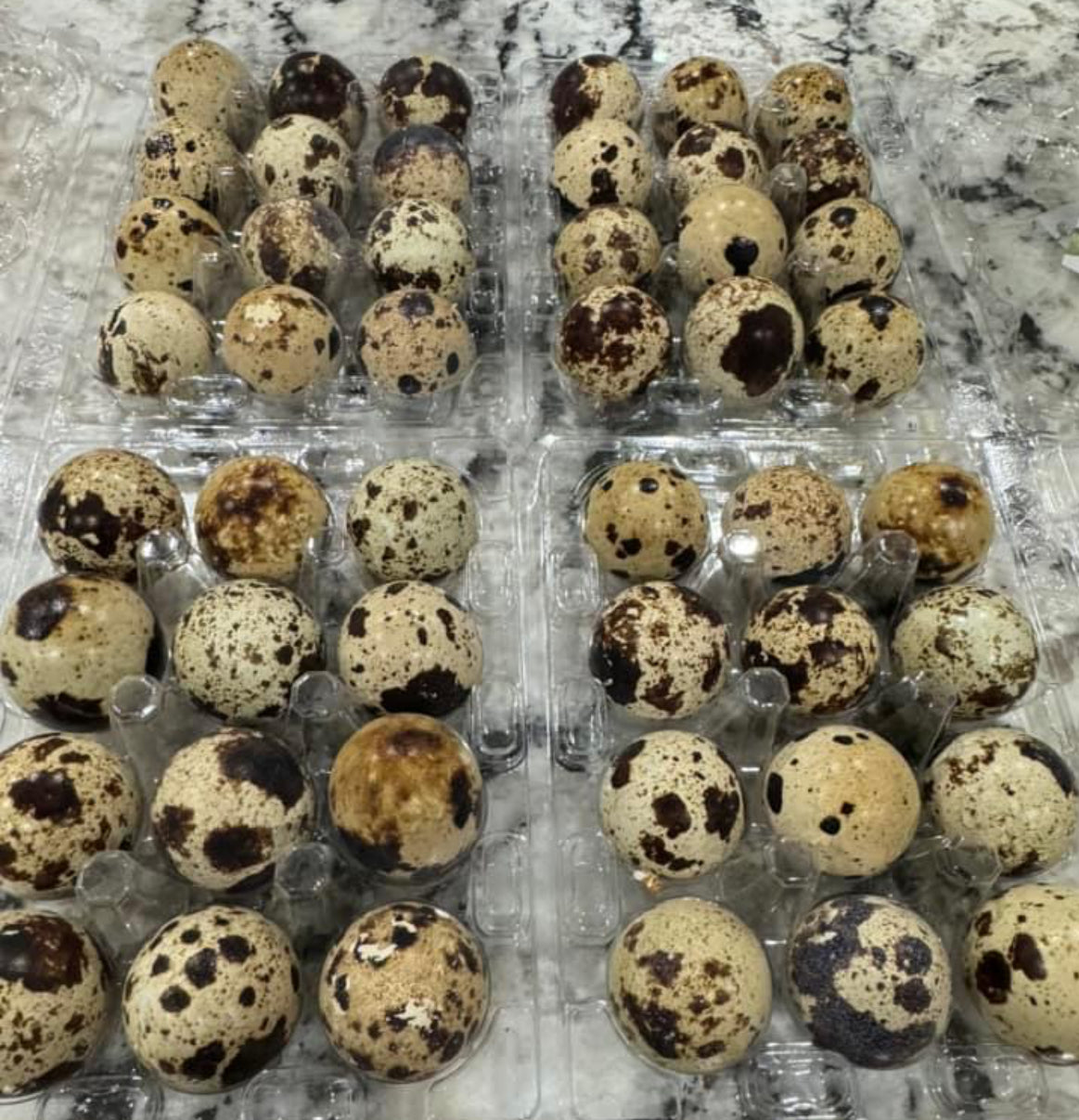 Quail Eggs 2 dozen