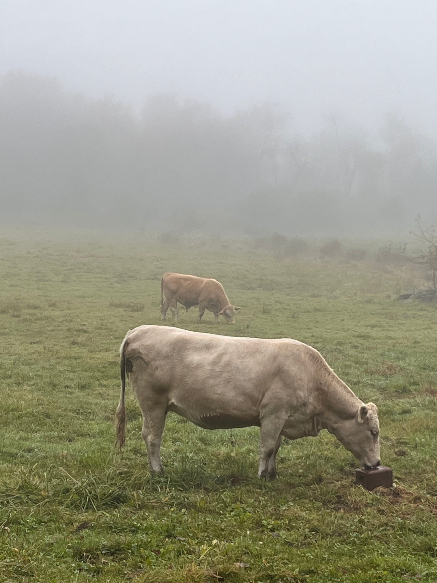 Pasture Raised Ground Beef- 3 pounds