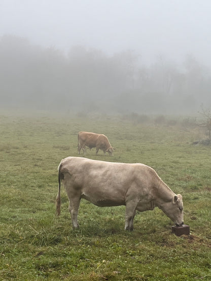 Pasture Raised Ground Beef- 3 pounds