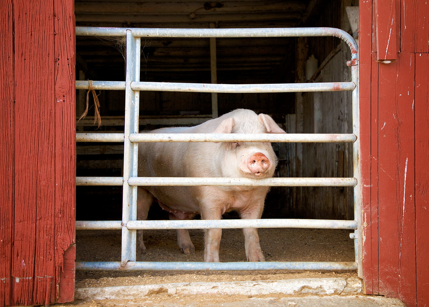 Pasture Raised Pork- Sausage, 2 pounds